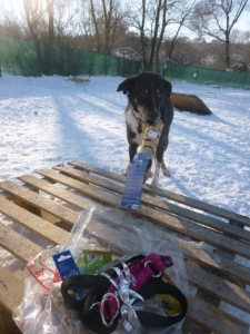 Duschka mit Geschenk 1.1.2015 1